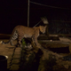 Leopards in the city help reduce the stray dog numbers.
